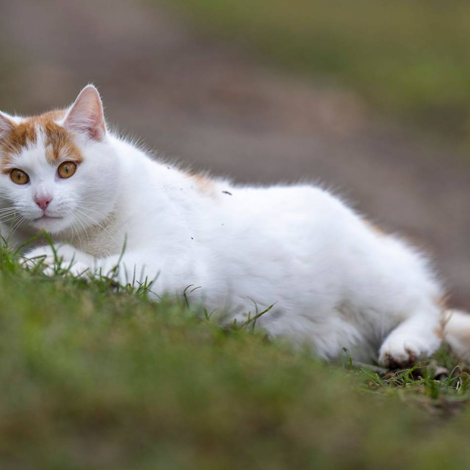 Funde in Brandenburg: Katzen können sich mit Geflügelpest infizieren