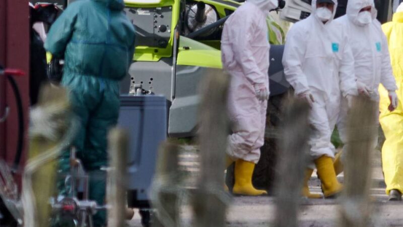 Kein Grund zur Entwarnung: Geflügelpest in Kevelaer – wieder 14.000 Puten getötet