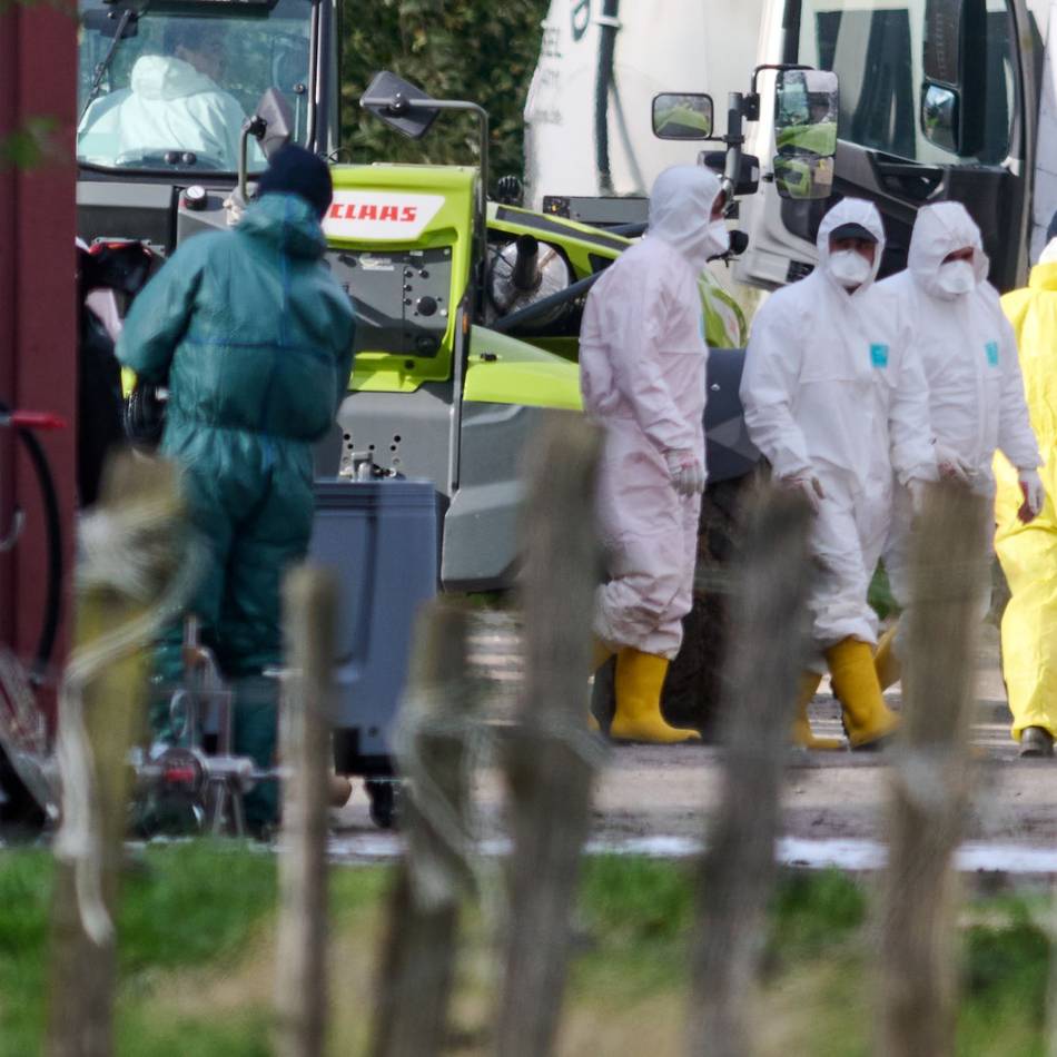 Kein Grund zur Entwarnung: Geflügelpest in Kevelaer – wieder 14.000 Puten getötet