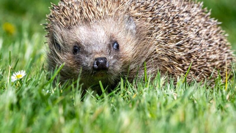 Tierschutz im Kreis Wesel: Moerser Schüler bauen Burgen für Igel