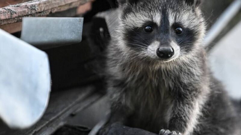 Wildtiere in Radevormwald: Waschbären und Wildschweine beschäftigen Politik