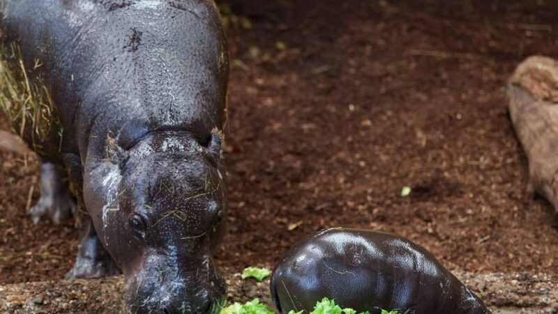 Zoo Duisburg zeigt Baby-Hippo: „Panya ist ein echter Herzensbrecher“