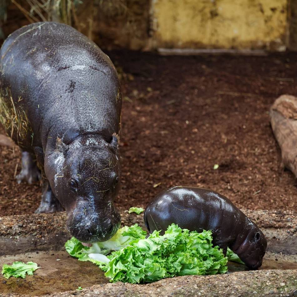 Zoo Duisburg zeigt Baby-Hippo: „Panya ist ein echter Herzensbrecher“