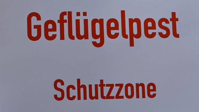 Überwachungszone eingerichtet: Geflügelpest – Strenge Schutzmaßnahmen jetzt auch in Krefeld