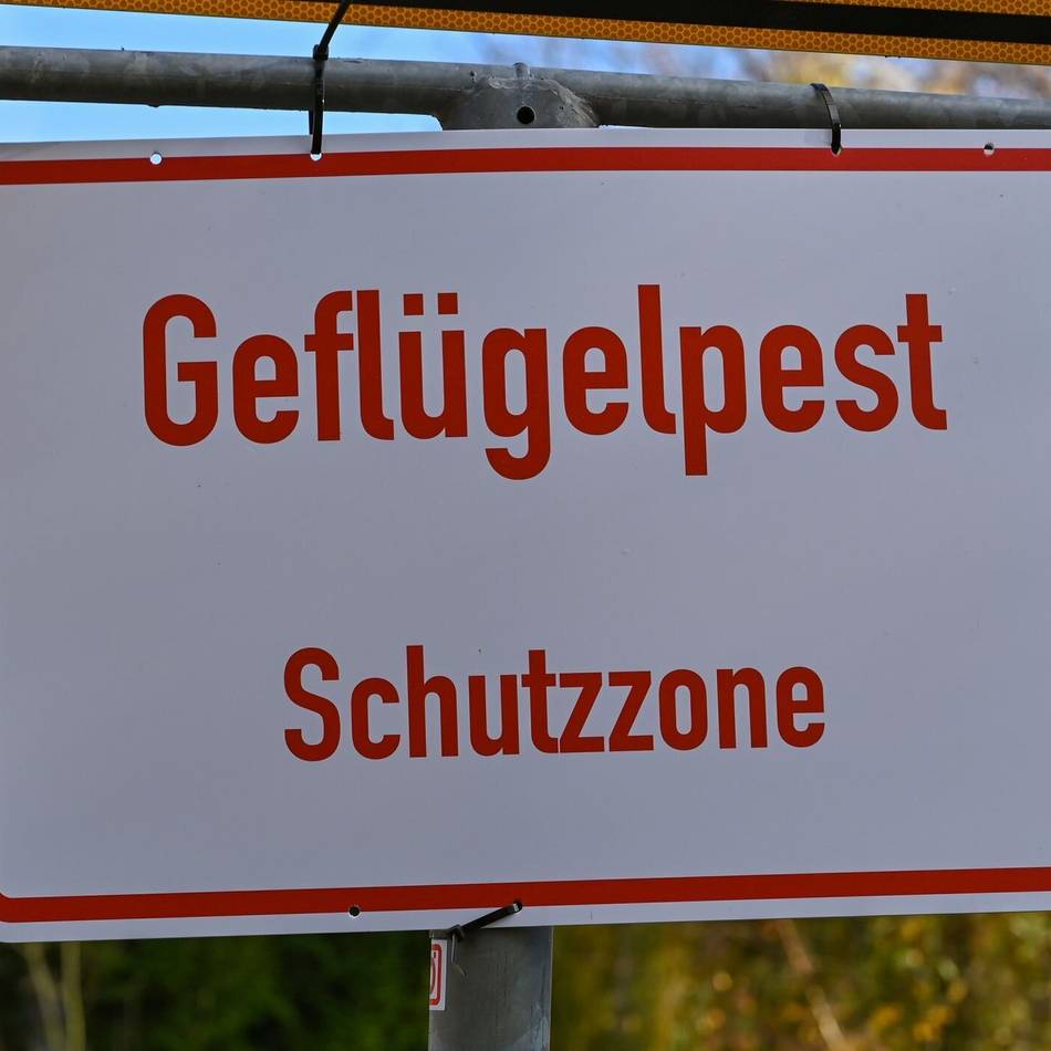 Überwachungszone eingerichtet: Geflügelpest – Strenge Schutzmaßnahmen jetzt auch in Krefeld