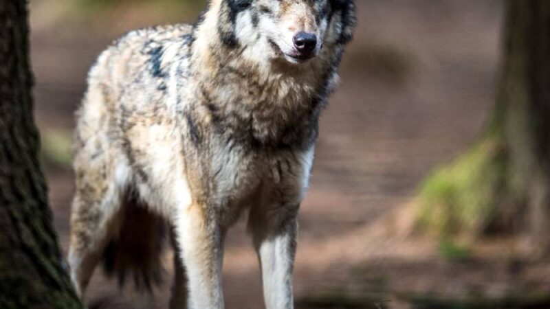 Nach Attacke auf Sechsjährigen: Problemwolf „Bram“ ist tot – Meidungsempfehlung für Nationalpark aufgehoben
