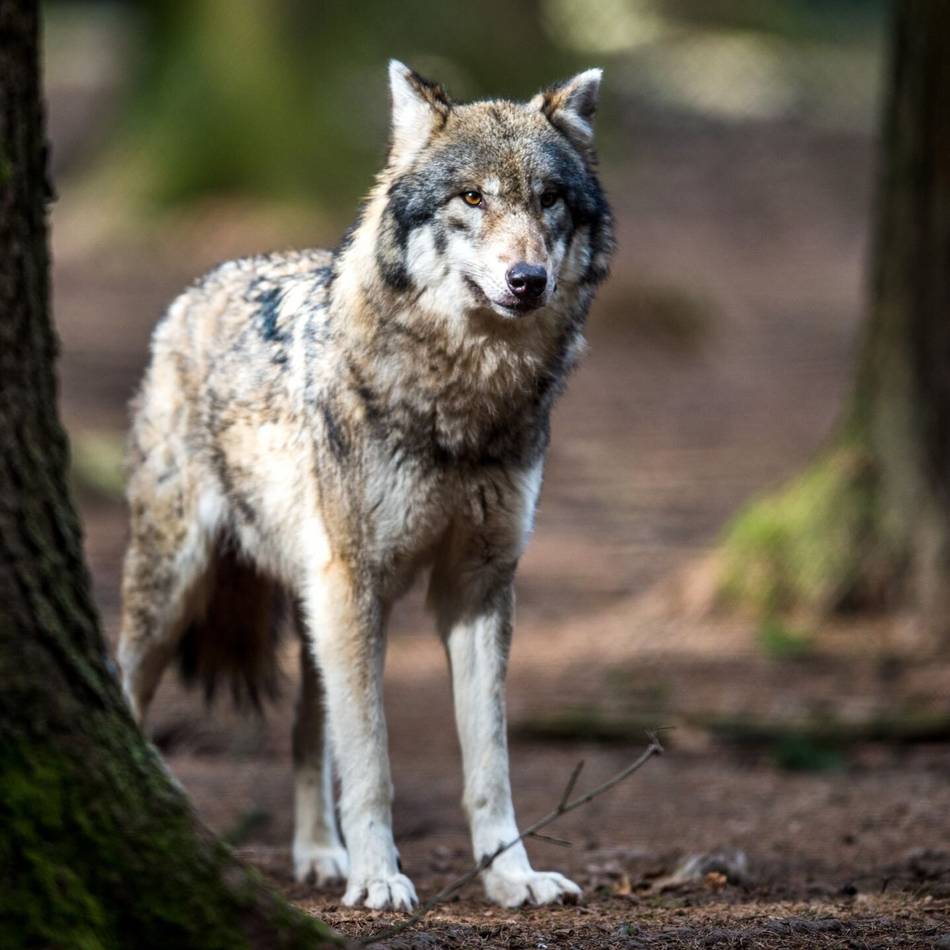 Nach Attacke auf Sechsjährigen: Problemwolf „Bram“ ist tot – Meidungsempfehlung für Nationalpark aufgehoben