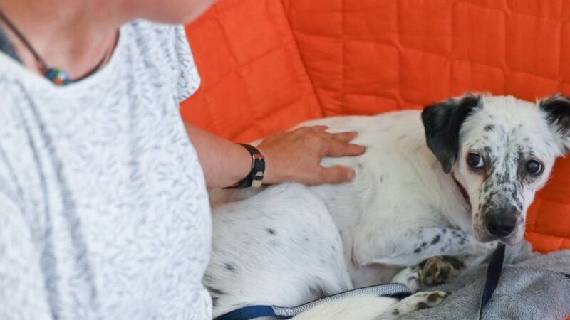 Jahreswechsel in Düsseldorf: Das sind Tipps für ängstliche Hunde und Katzen rund um Silvester