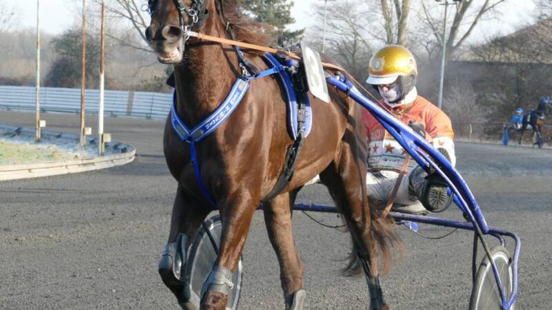Trabrennfahrer fuhr zur WM nach Neusseland: Unfassbares Erlebnis für den „Goldhelm“ Michael Nimczyk
