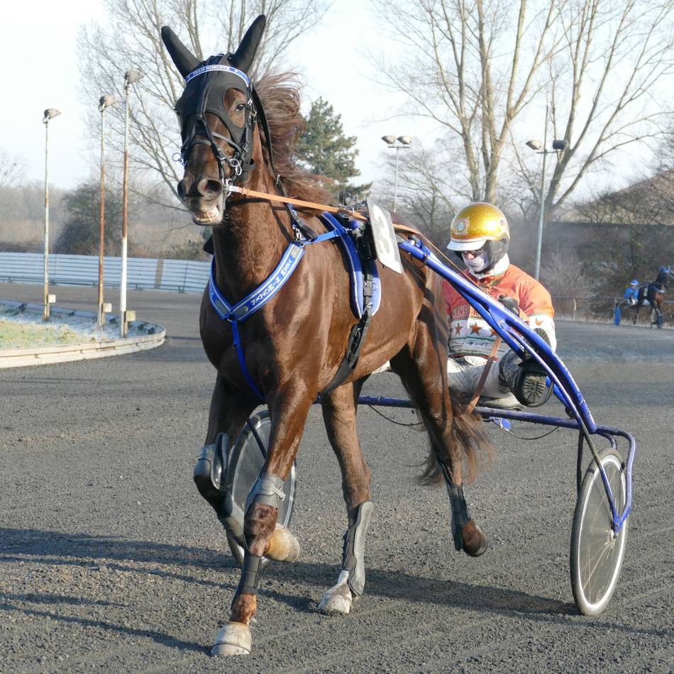 Trabrennfahrer fuhr zur WM nach Neusseland: Unfassbares Erlebnis für den „Goldhelm“ Michael Nimczyk