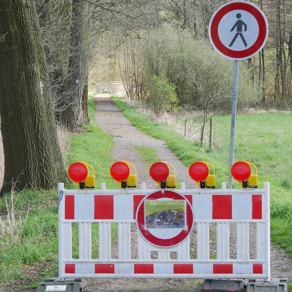 Probleme in Breyell: Biber knabbert alte Eichen an