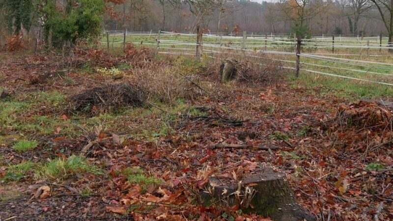 Fällung am Schloss Krickenbeck in Nettetal: Roteichen für heimische Bäume gefällt
