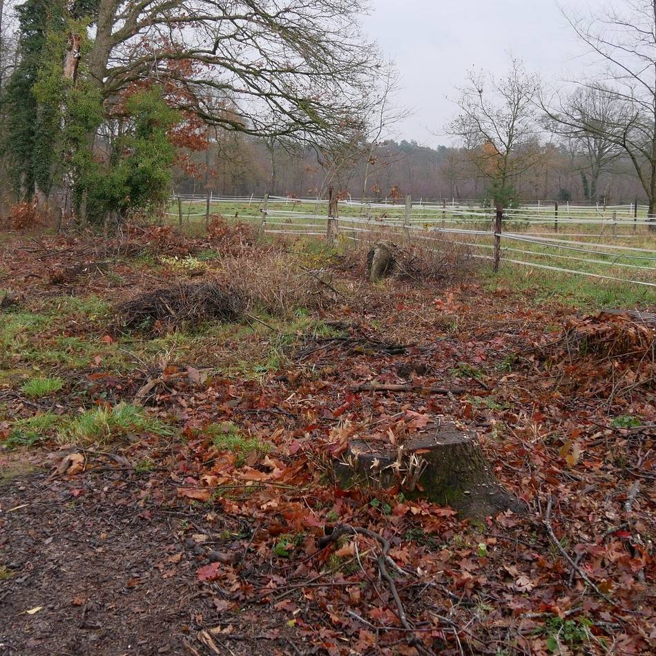 Fällung am Schloss Krickenbeck in Nettetal: Roteichen für heimische Bäume gefällt