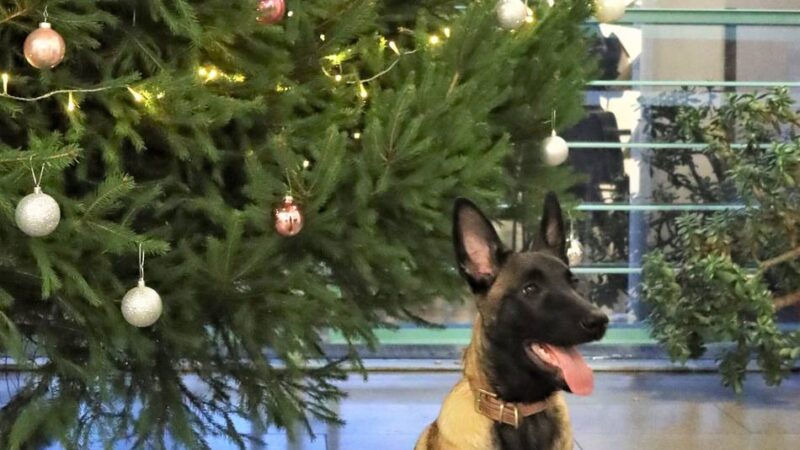 Neuzugang mit vier Pfoten: Neuer Diensthund für die Viersener Polizei