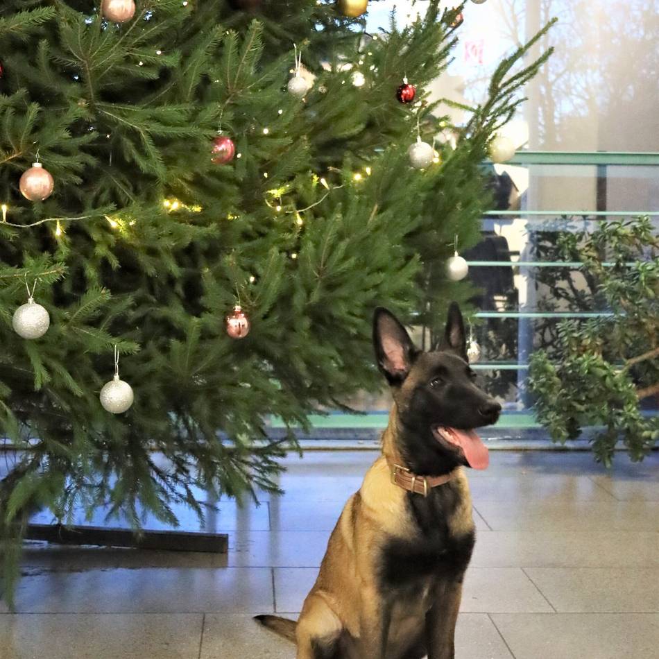 Neuzugang mit vier Pfoten: Neuer Diensthund für die Viersener Polizei