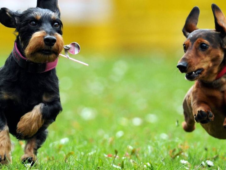 Vorschlag der Stadtverwaltung: Warum Moers die Hundesteuermarke abschafft