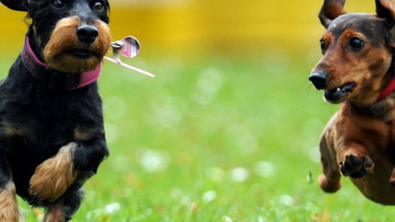 Vorschlag der Stadtverwaltung: Warum Moers die Hundesteuermarke abschafft