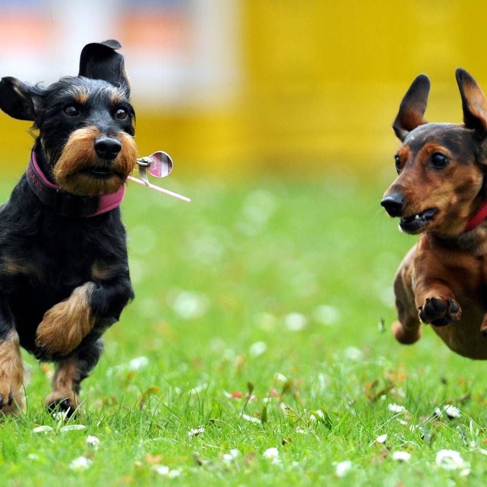 Vorschlag der Stadtverwaltung: Warum Moers die Hundesteuermarke abschafft