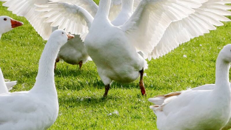 Gänse infiziert: Neuer Fall von Geflügelpest im Kreis Viersen
