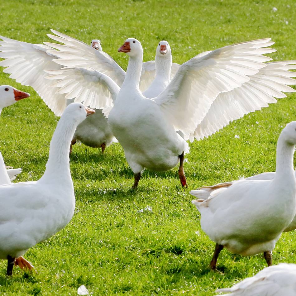 Gänse infiziert: Neuer Fall von Geflügelpest im Kreis Viersen