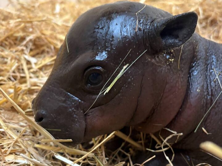 Besucher brauchen noch Geduld: Mini-Hippo im Duisburger Zoo geboren