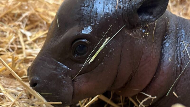 Besucher brauchen noch Geduld: Mini-Hippo im Duisburger Zoo geboren