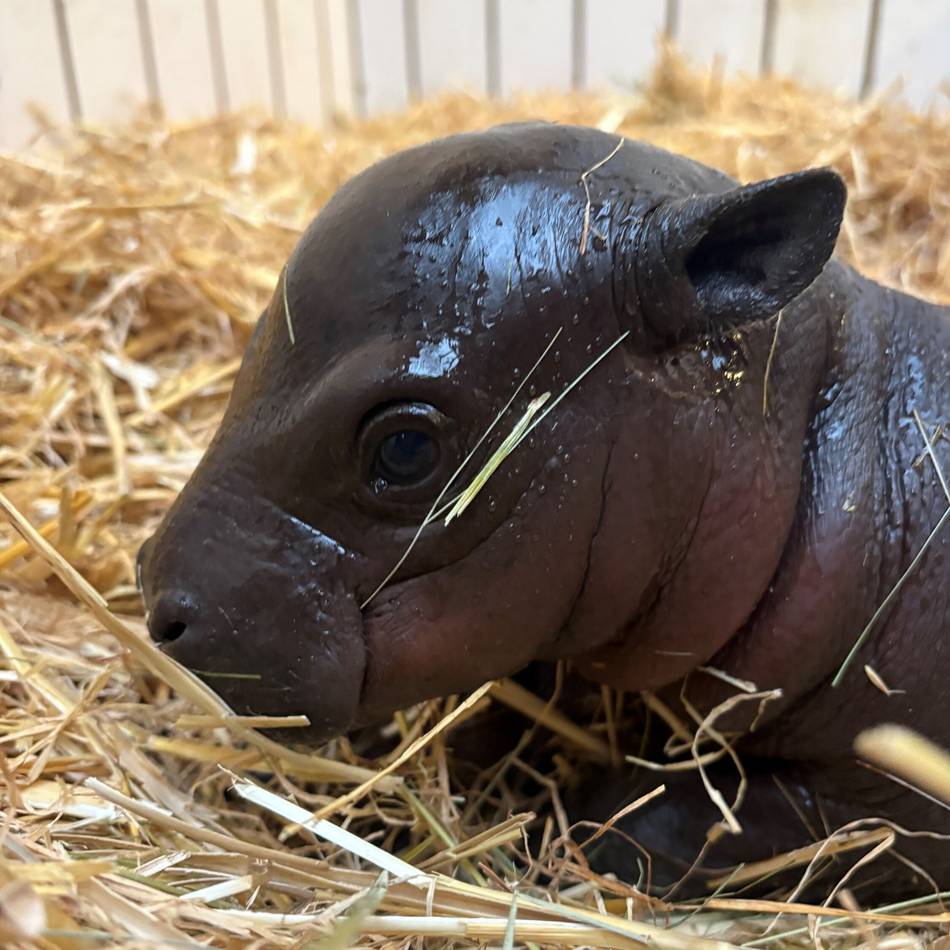 Besucher brauchen noch Geduld: Mini-Hippo im Duisburger Zoo geboren