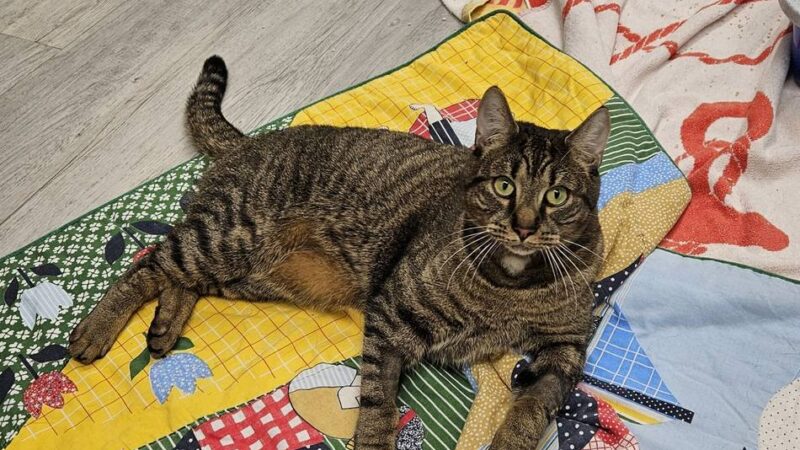 Tiere der Woche: Elf liebevolle Samtpfoten suchen ein Zuhause