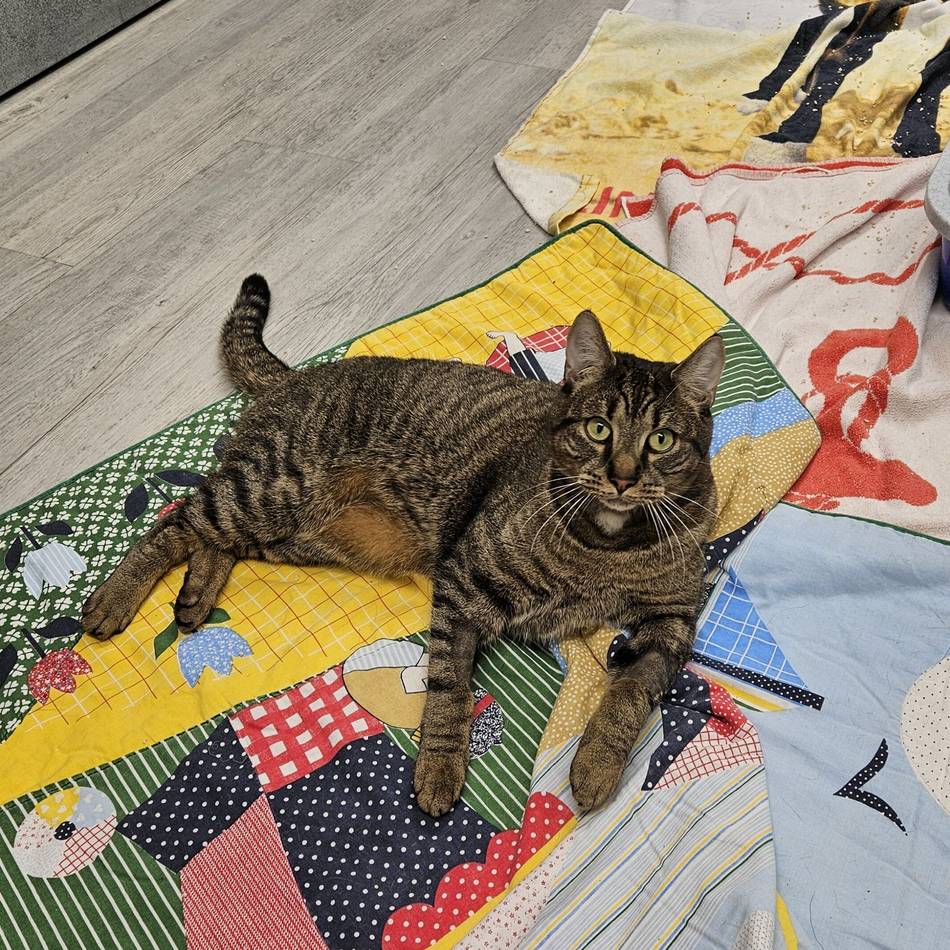 Tiere der Woche: Elf liebevolle Samtpfoten suchen ein Zuhause