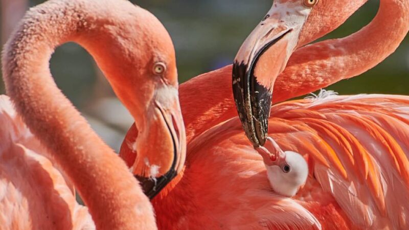 Flamingo verendet: Vogelgrippe-Fall im Krefelder Zoo
