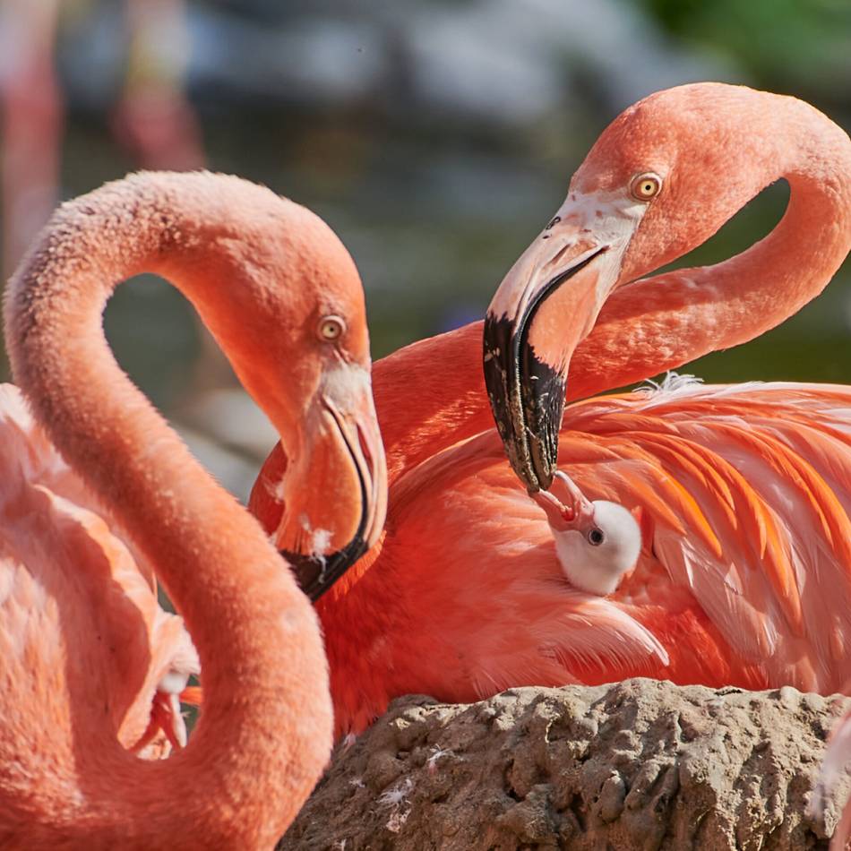 Flamingo verendet: Vogelgrippe-Fall im Krefelder Zoo