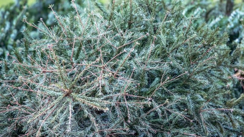 Im Rheinberger Stadtgebiet: Ab 6. Januar werden Tannenbäume abgeholt