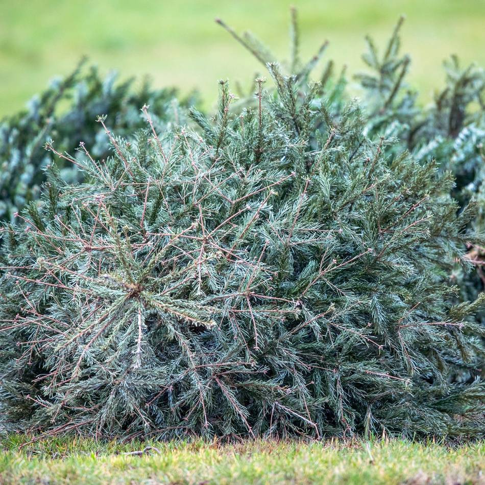 Im Rheinberger Stadtgebiet: Ab 6. Januar werden Tannenbäume abgeholt