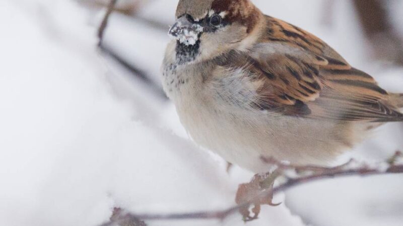 Stunde der Wintervögel im Kreis Viersen: „Volkszählung“ am Futterhäuschen