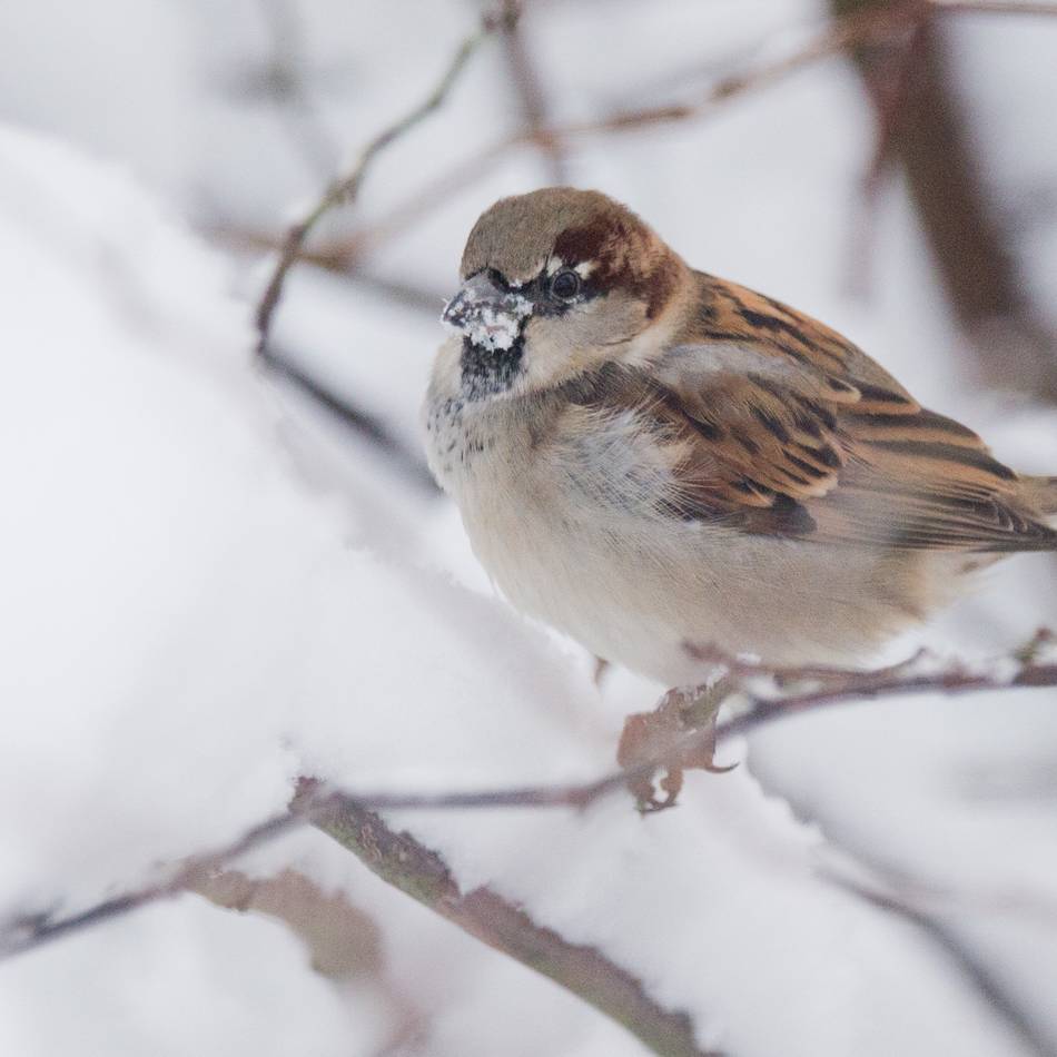 Stunde der Wintervögel im Kreis Viersen: „Volkszählung“ am Futterhäuschen