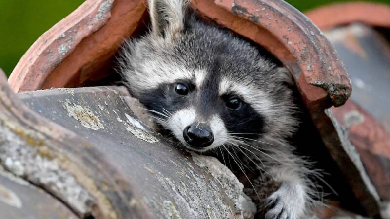 Viel zu tun für die Jäger in Wermelskirchen: Waschbären sind weiter auf dem Vormarsch