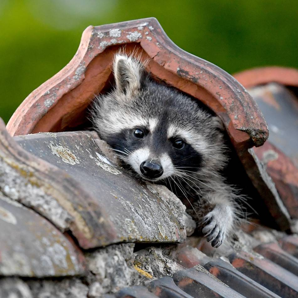 Viel zu tun für die Jäger in Wermelskirchen: Waschbären sind weiter auf dem Vormarsch