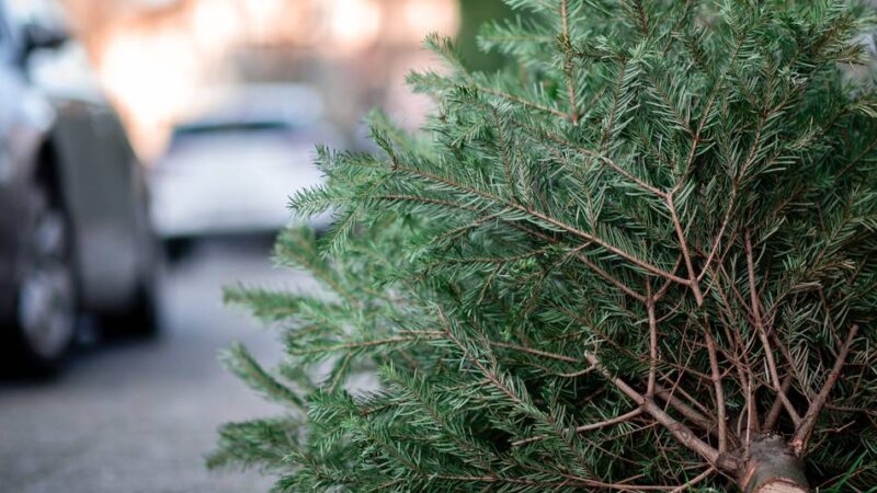 Weihnachtszeit in Düsseldorf: Wann die Awista die Weihnachtsbäume abholt