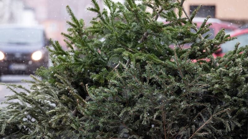 Abschmücken im Januar: Wer in Kempen und Grefrath die Weihnachtsbäume holt