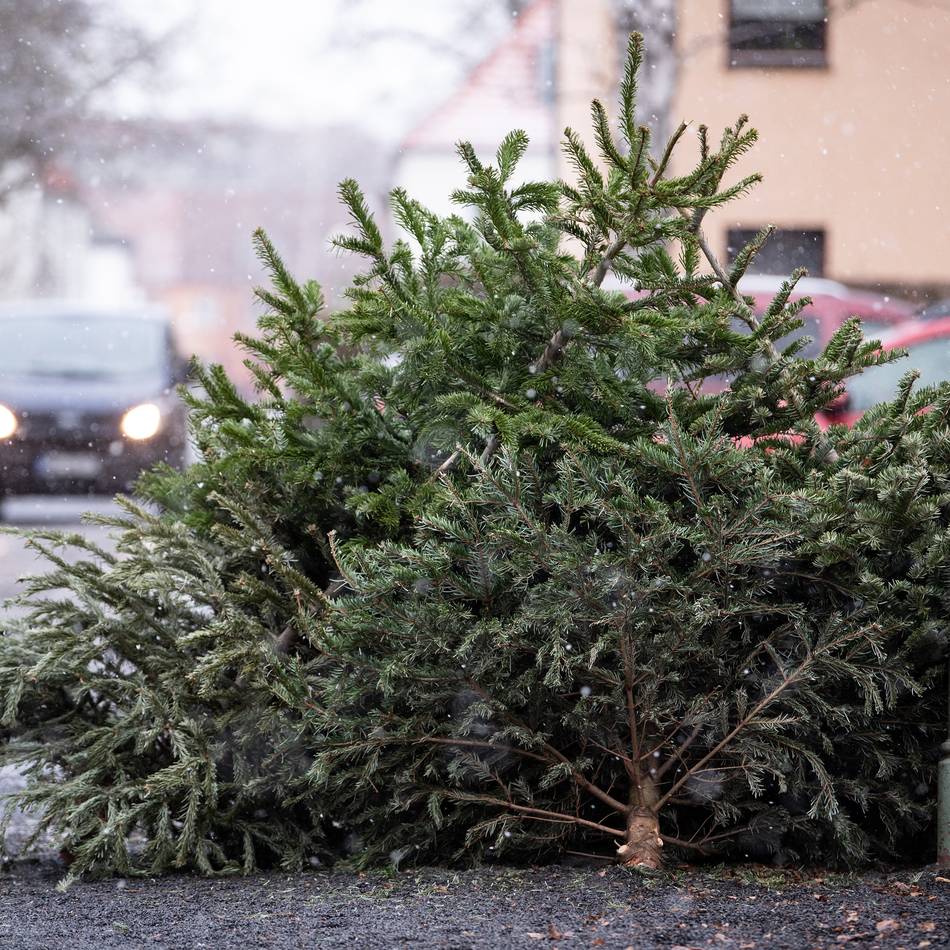 Abschmücken im Januar: Wer in Kempen und Grefrath die Weihnachtsbäume holt