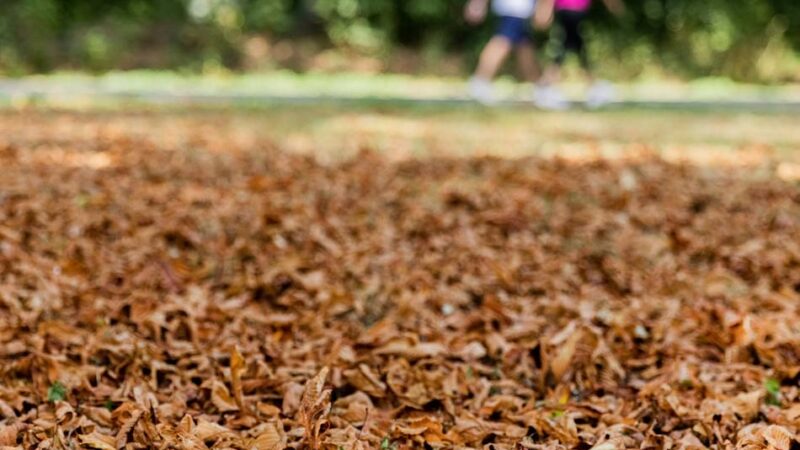 Wege im Jüchener Stadtgebiet: Laub und Dreck – auf Wirtschaftswegen rechtlich kein Problem