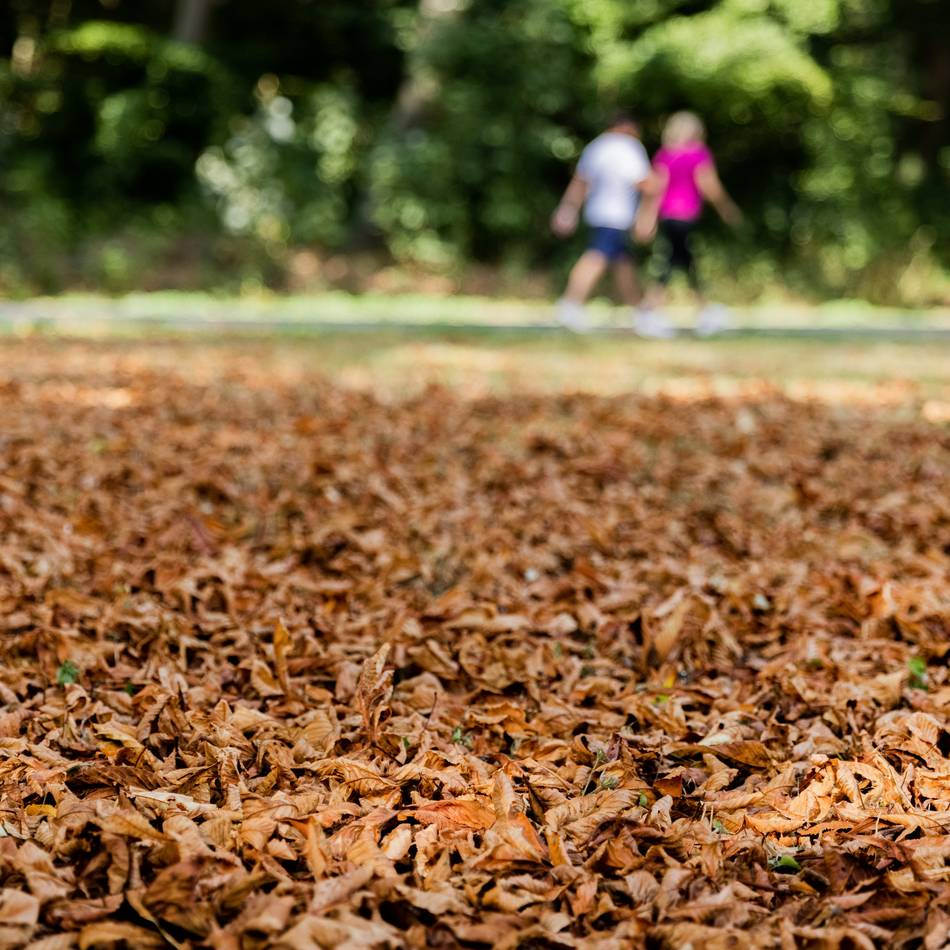 Wege im Jüchener Stadtgebiet: Laub und Dreck – auf Wirtschaftswegen rechtlich kein Problem