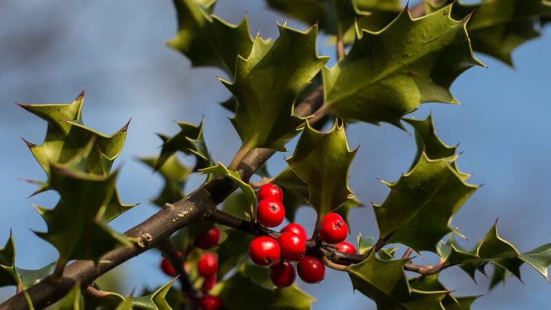 Irische Weihnachtsbräuche: Ein Fest mit Stechpalme, Truthahn und Mistel