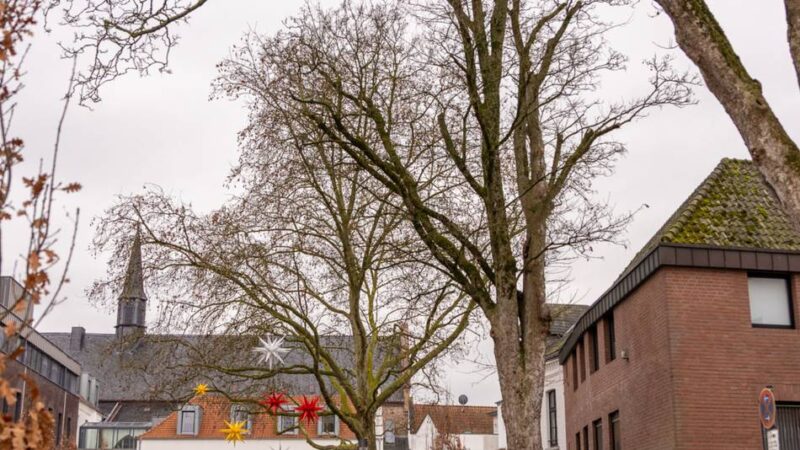Kranker Baum in Kleve: Beliebter Ahorn am Rathaus muss gefällt werden