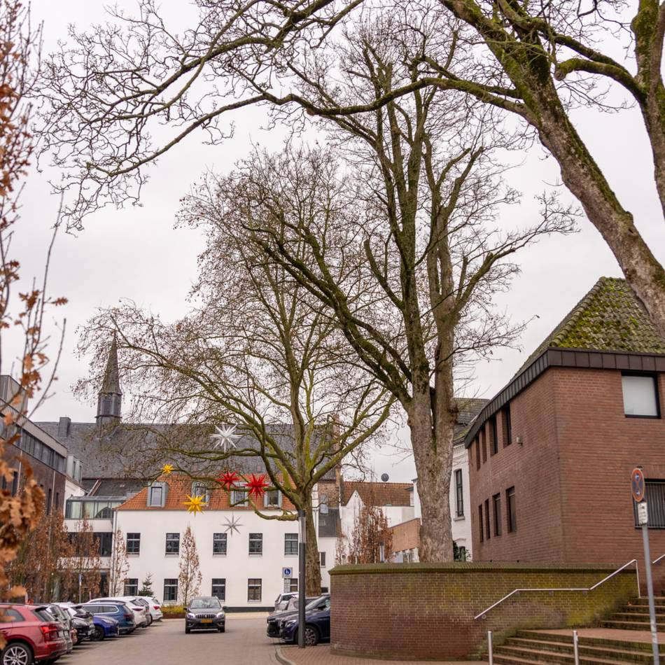Kranker Baum in Kleve: Beliebter Ahorn am Rathaus muss gefällt werden