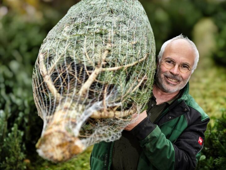 In Langenfeld und Monheim: Wo es in Langenfeld und Monheim Weihnachtsbäume gibt
