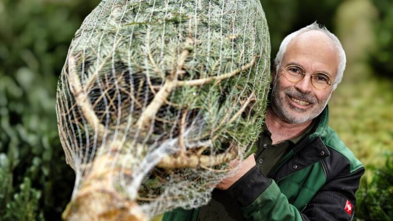 In Langenfeld und Monheim: Wo es in Langenfeld und Monheim Weihnachtsbäume gibt