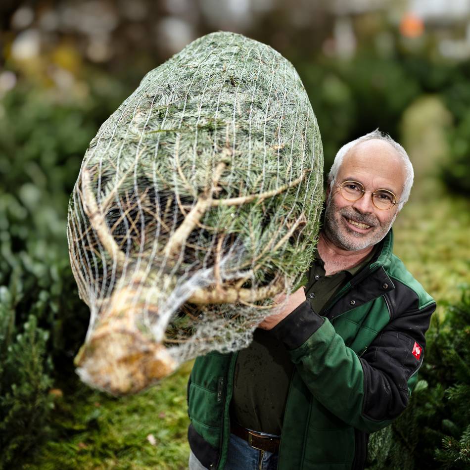 In Langenfeld und Monheim: Wo es in Langenfeld und Monheim Weihnachtsbäume gibt