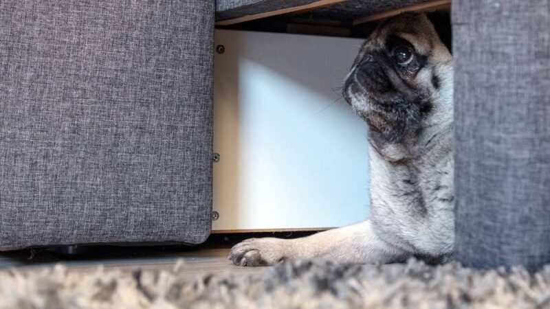 Klever Tierarzt klärt auf: So schützen Sie ihre Haustiere vor dem Silvester-Lärm