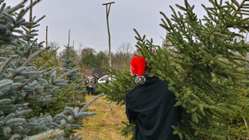Experten aus Jüchen geben Tipps: Was beim Weihnachtsbaumkauf zu beachten ist